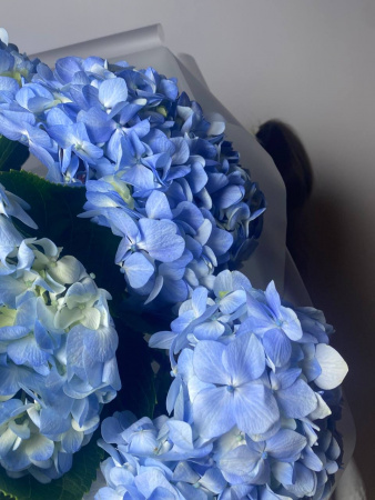 Гортензия голубая 